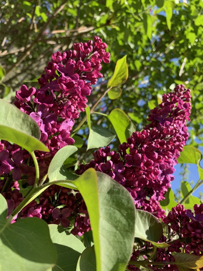 Le lilas photo 1